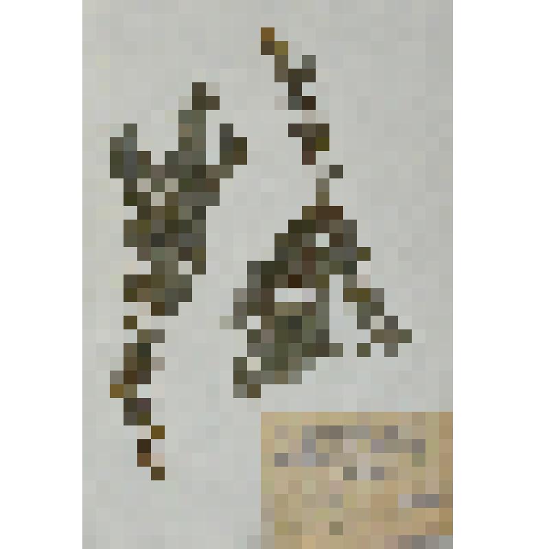 Самши́т колхи́дский (лат. Buxus colchica)