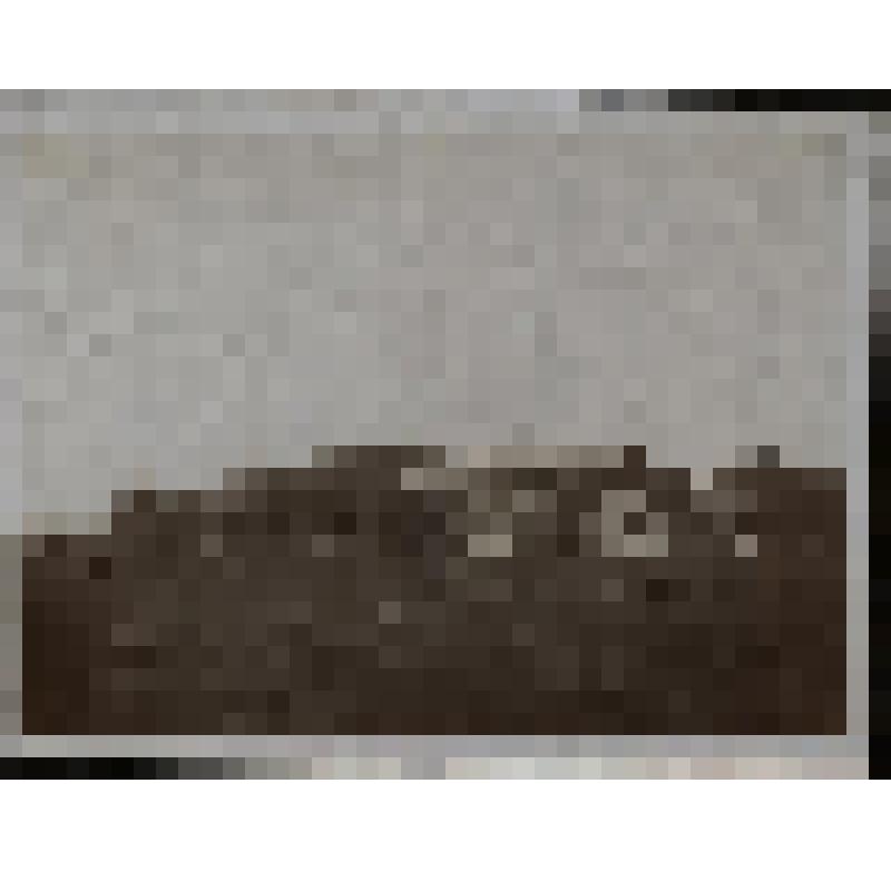 Дача Лукашевич Клавдии Владимировны в Лесном. Фотографии из архива Лукашевич К.В