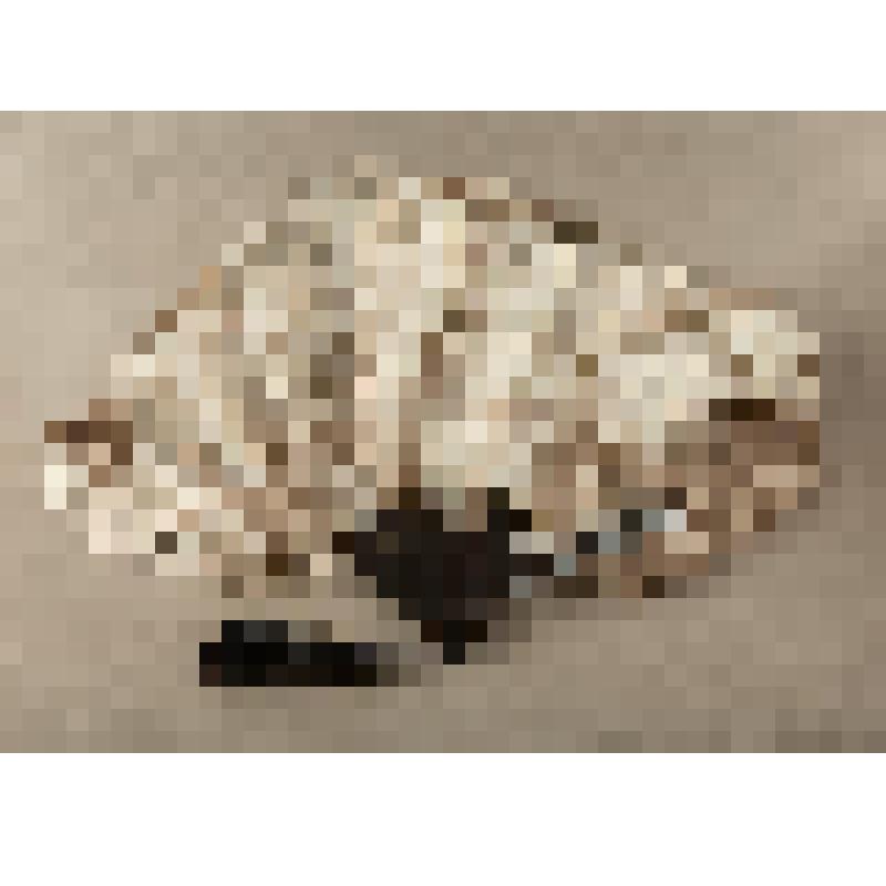 Веер из страусовых перьев. Гельцер Е.В