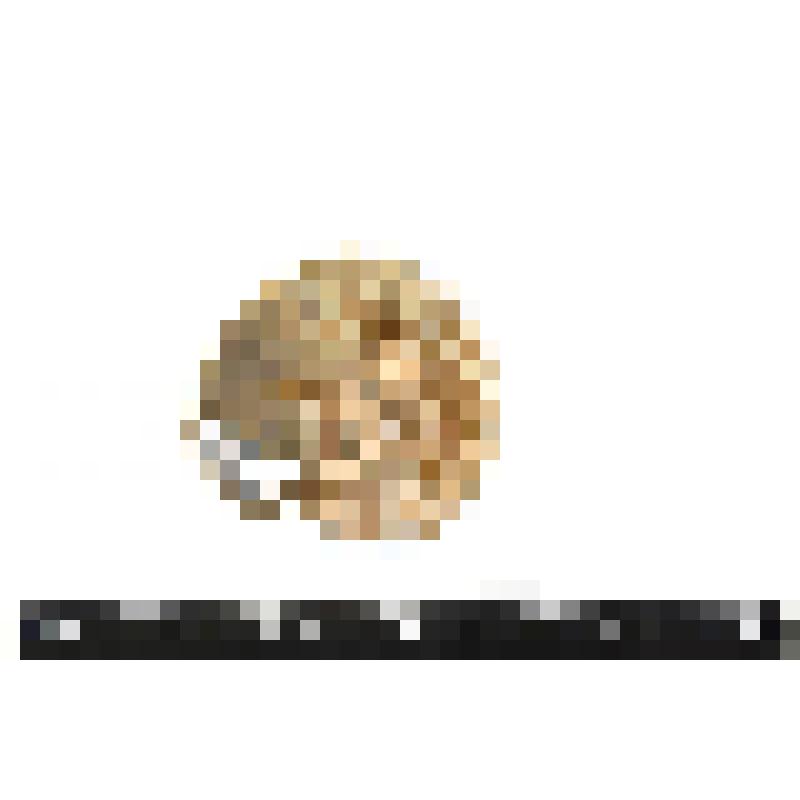 Аммонит. Pavlovia sp. Раковина