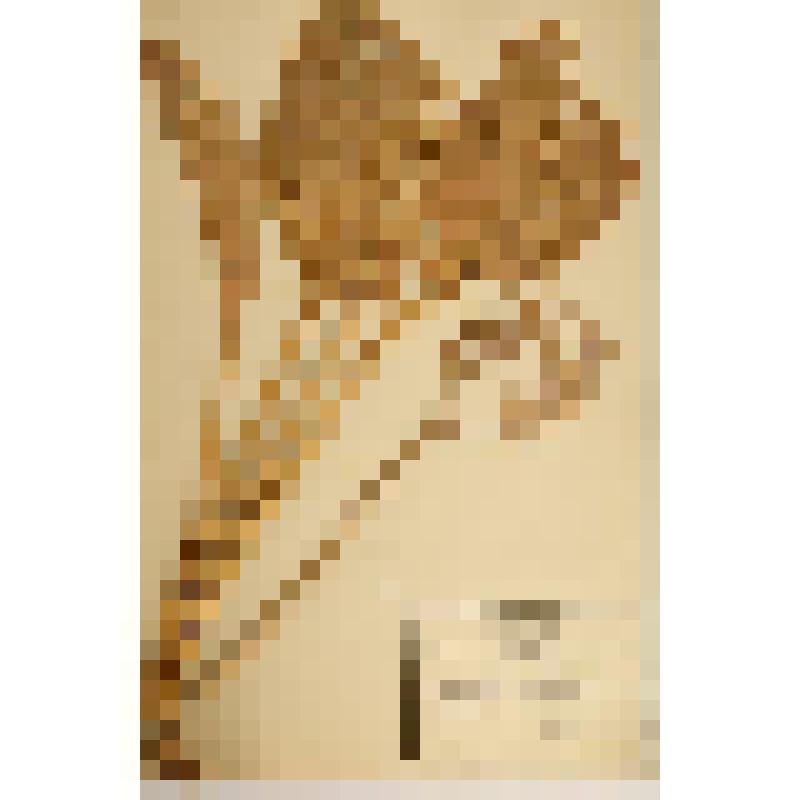 Гербарий. Хоста прямолистная. Hosta rectifolia