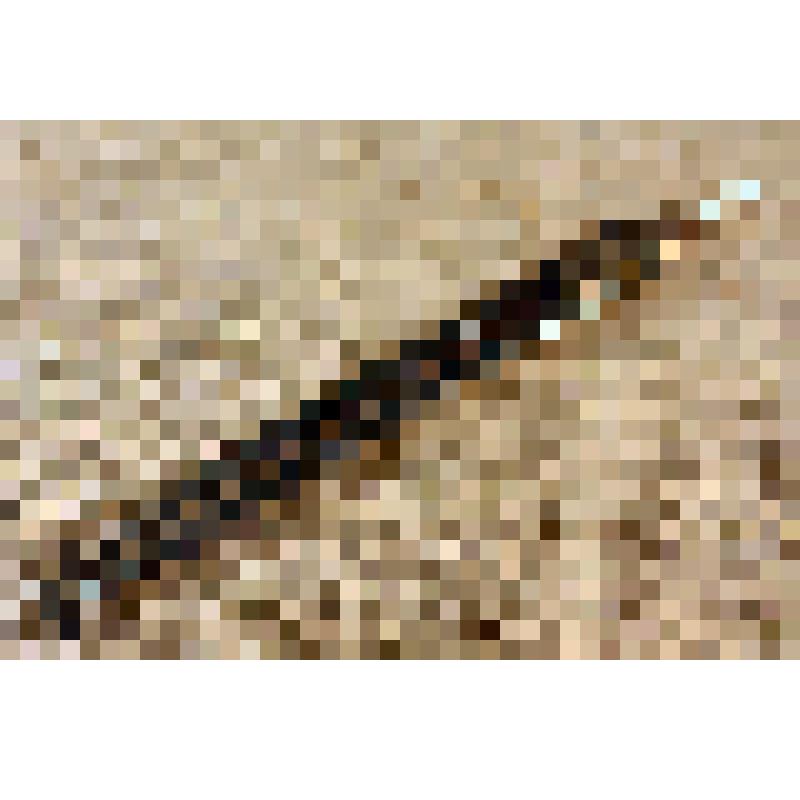 Циркуль-измеритель Давыдова Л.Н. из коллекции материалов Давыдова Леонида Николаевича, старшего инженера Саратовского областного радиотелевизионного передающего центра, и его жены Давыдовой Натальи Андреевны, старшего инженера передвижной телестанции (ПТС