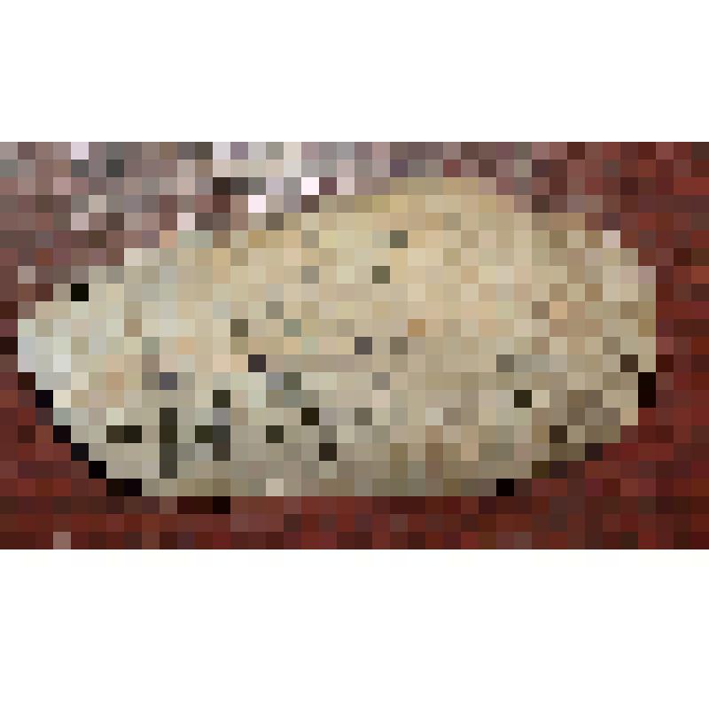 Правая створка раковины двустворчатого моллюска. Dysodonta