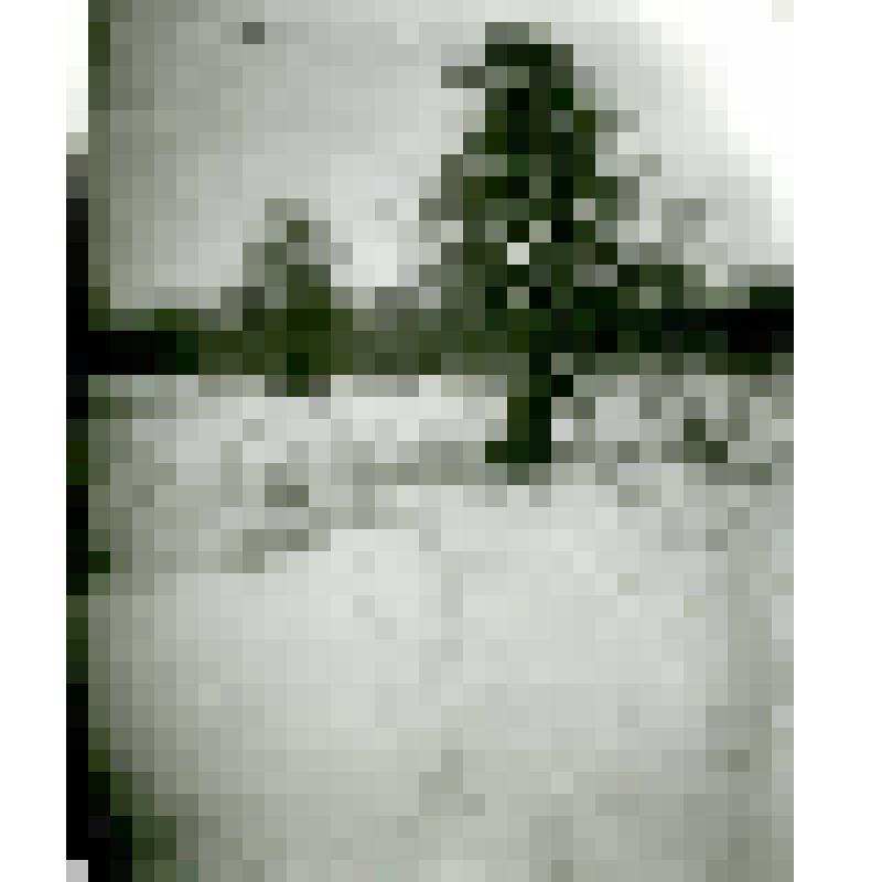 Фотография. Многоствольное дерево. р. Нудми у р. Ист