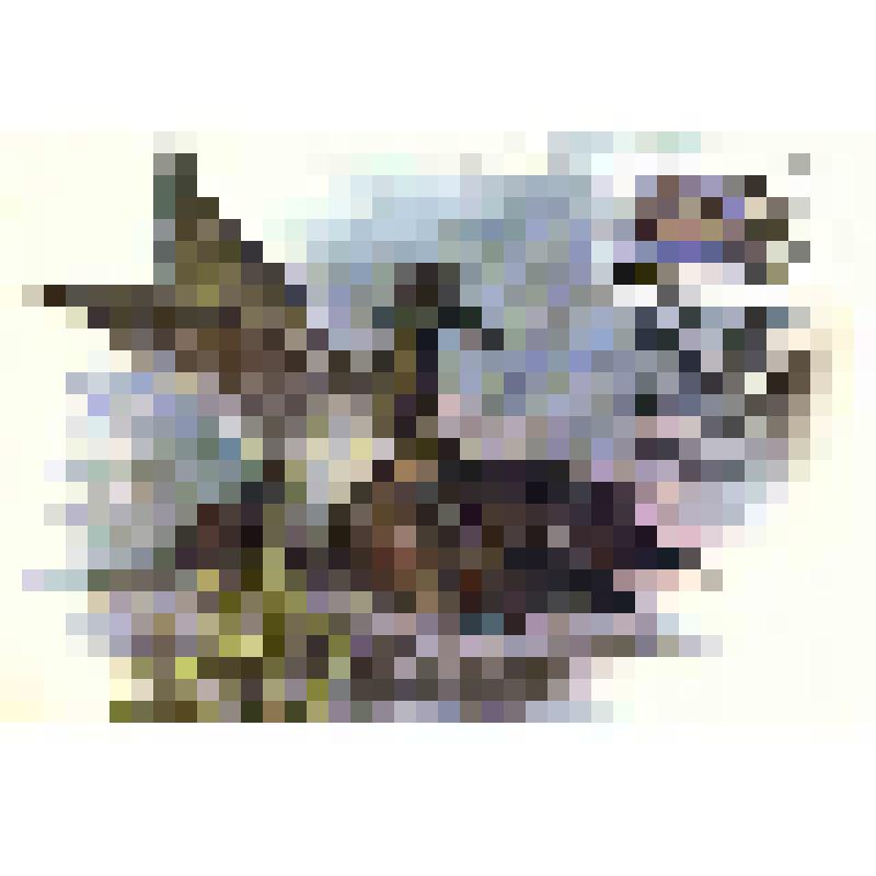 Карт-максимум Первого Дня "Морская чернеть"