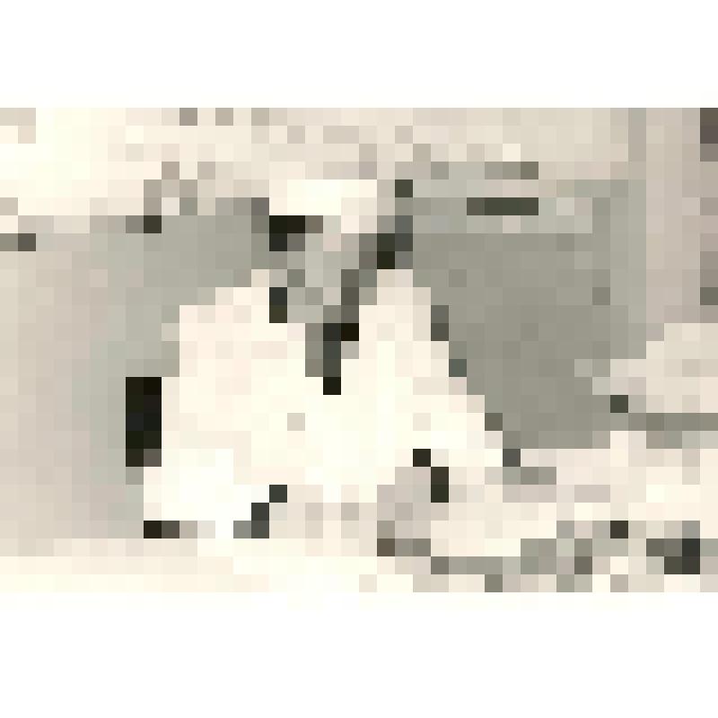 фотография. Портрет Ганюшиной Евдокии Христофоровны, доктора медицинских наук, профессора