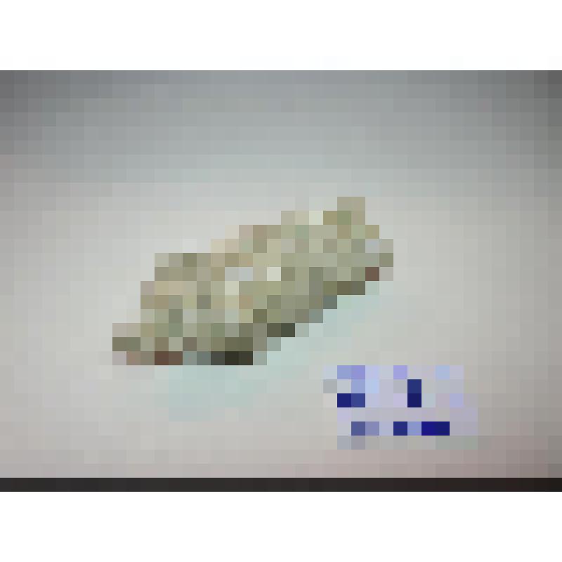 Моллюска брюхоногого Nerinea tuberculosa раковина