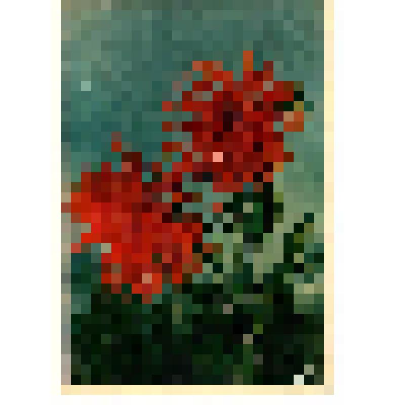 Открытка художественная немаркированная "Хризантемовидные георгины"