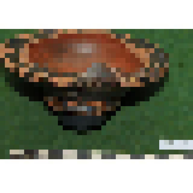 Нижняя часть чернолаковой пиксиды