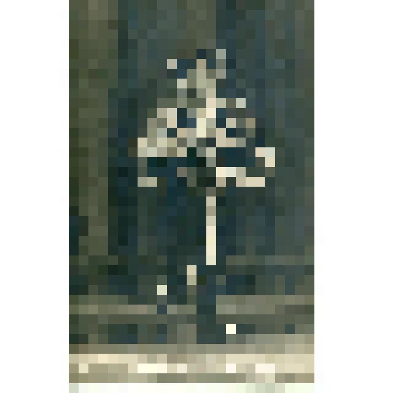 Фотография. Сцена из спектакля. В.А. Соколов - шут, в рост, фас, башмаки с огромными загнутыми носами, руки поддерживают мантию под горностай. "Святая Иоанна" (пост. А.Я. Таиров, худ. В. и Г. Стенберг.). Москва, Камерный театр (п/р Таирова)