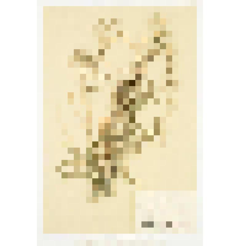 Гербарный экземпляр сосудистых растений. Латук дикий, компасный