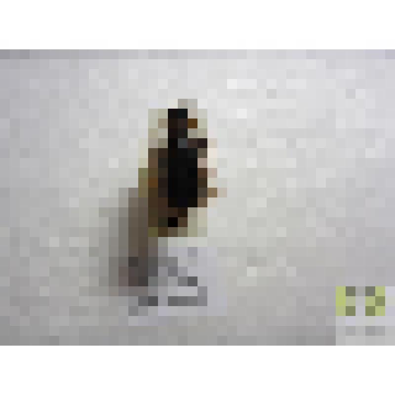 Плотинник желтый (Nebria liveda L.)