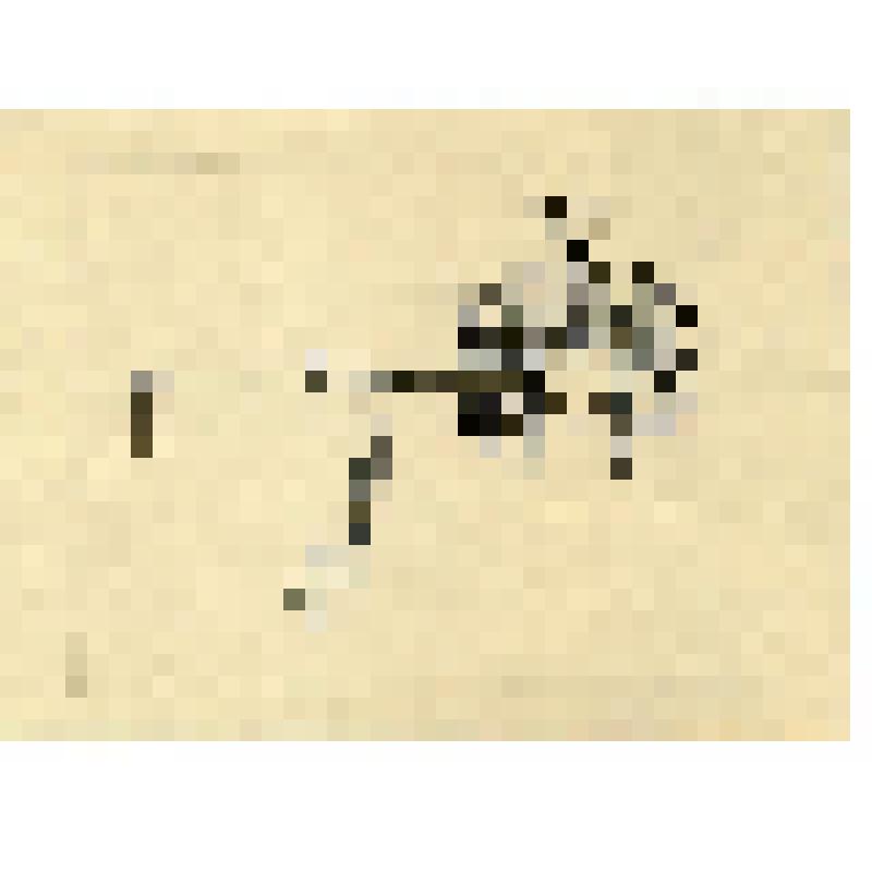 Рисунок. Самострел (самолов) для хищного зверя