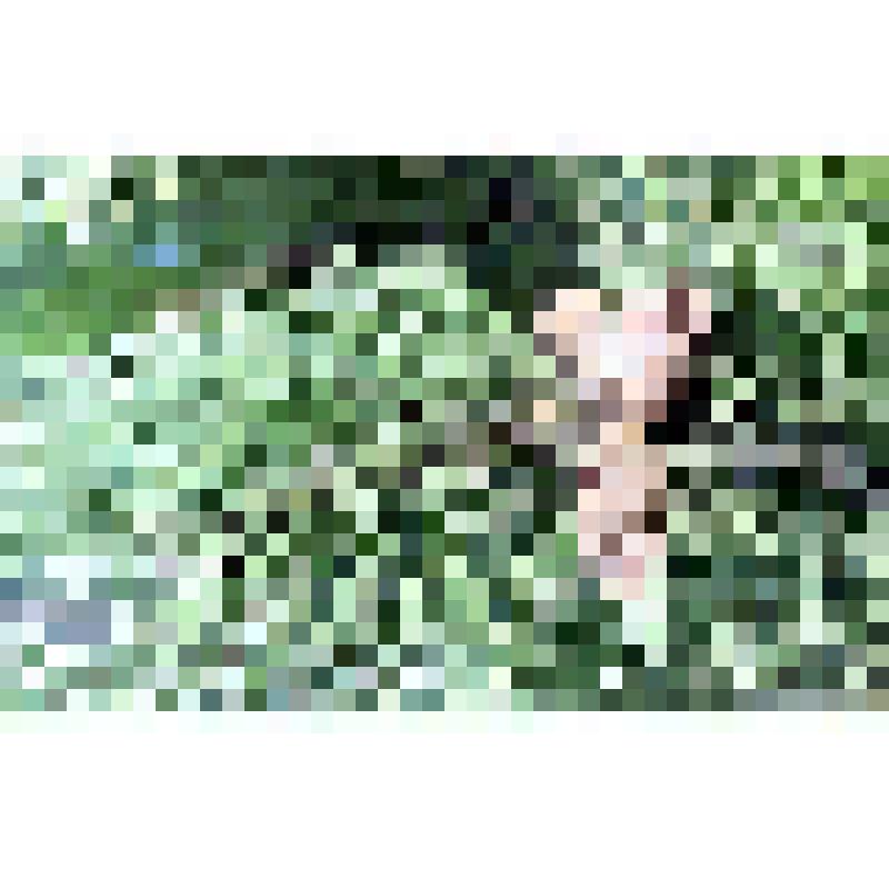 негатив. Сосна обыкновенная