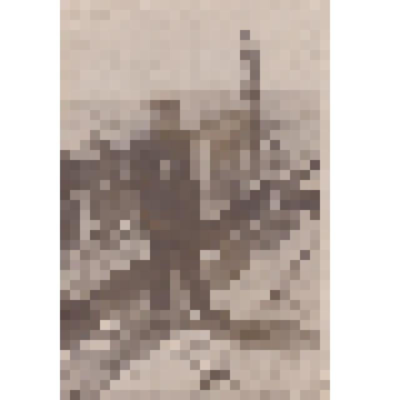 фото: Горшков Лев Александрович