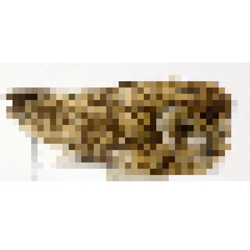 Тушка птицы, болотная сова. Asio flammeus Pontoppidan, 1763