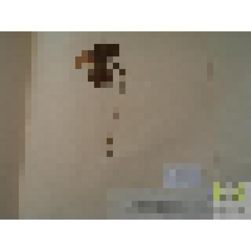 Ветреница дубравная (Anemone nemoroza L.)