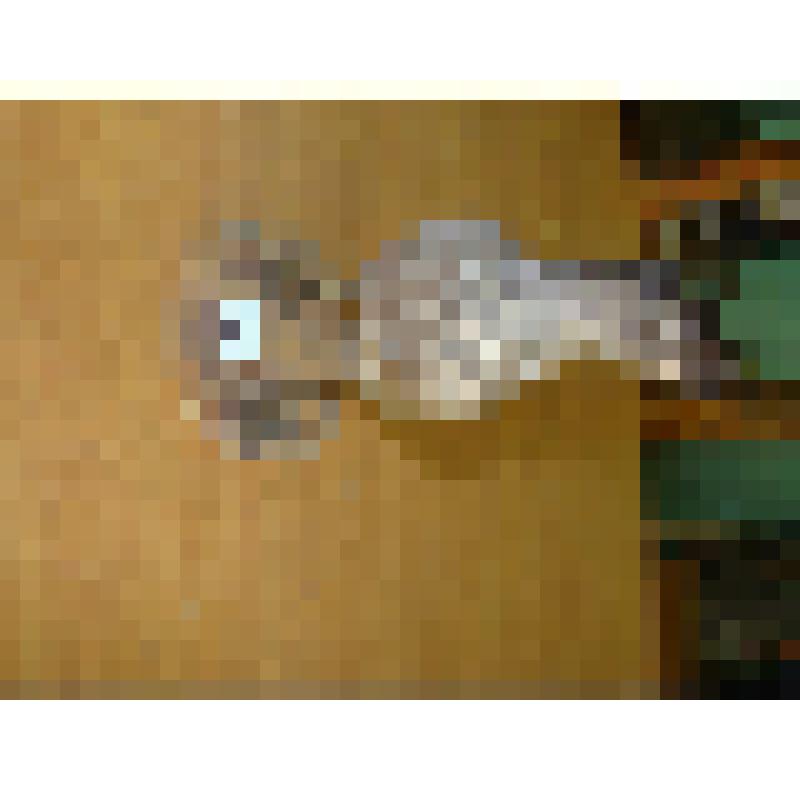 Конюга-крошка