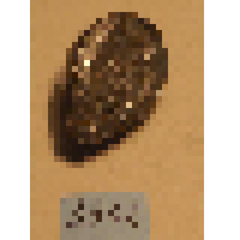 Табакерка из раковины в серебряной оправе с серебряной, внутри золоченой крышкой на шарнире