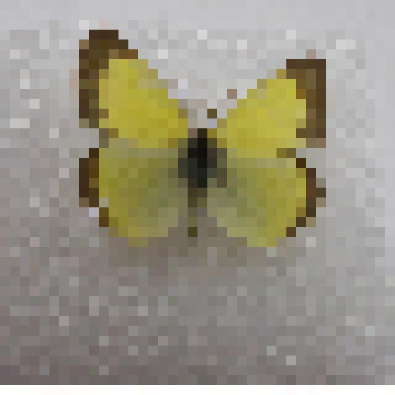 Бабочка семейства  Белянки (Pieridae) "Желтушка торфяная (Colias palaeno, Linnaeus, 1761)"