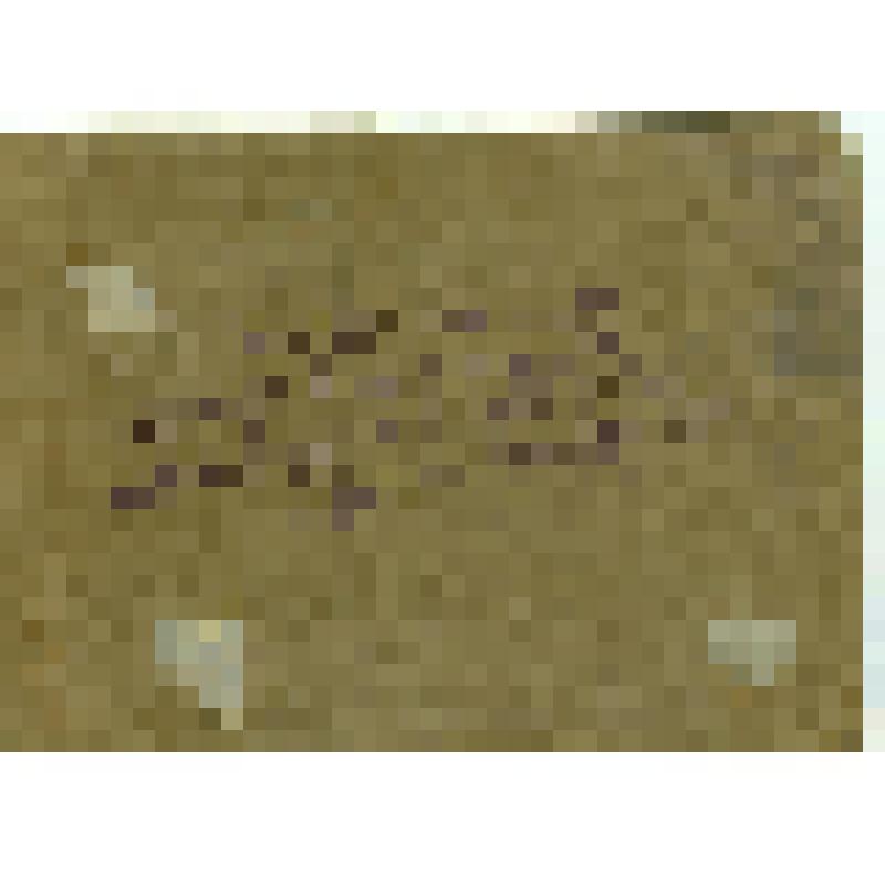 Фотографии. Фото. Сарлина (Уязнова) Ф.И. в первом ряду вторая справа