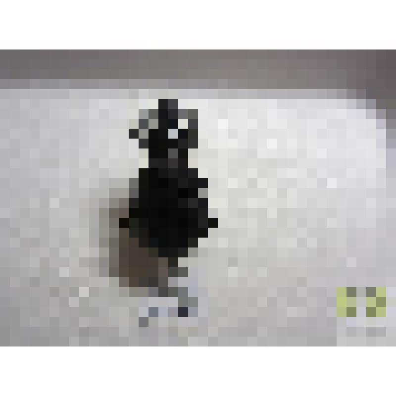 Жужелица морщинистая (Carabus coriaceus L.)