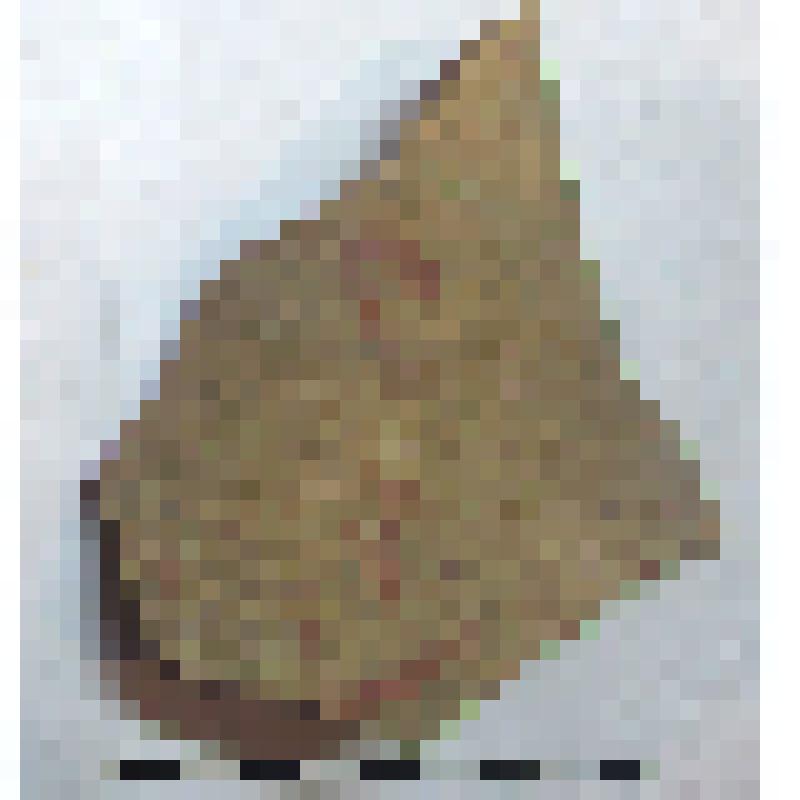 Фрагмент нижней части горла с частью плеча амфоры типа D с дипинто