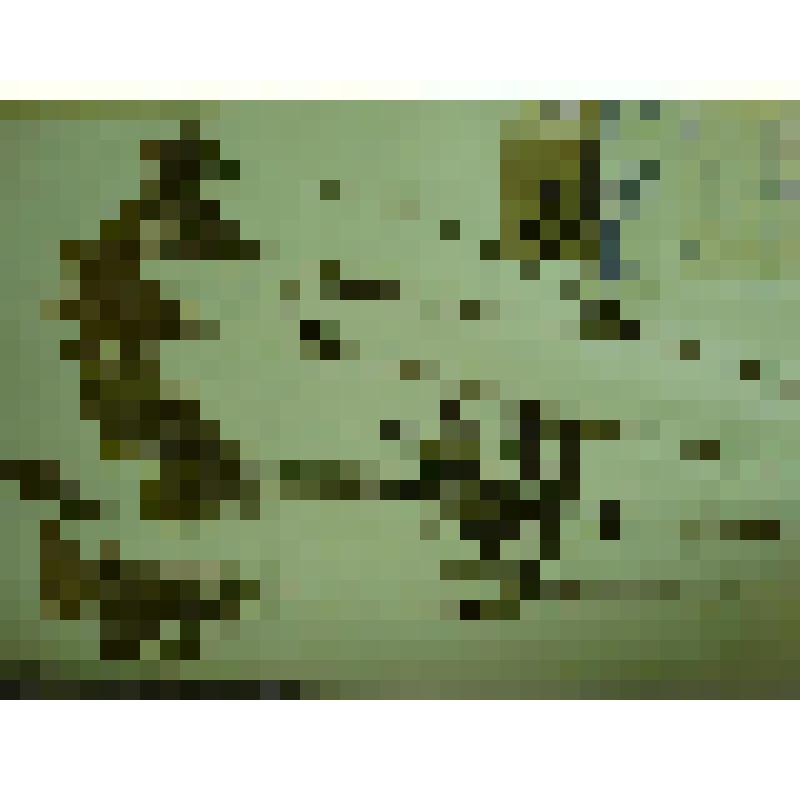 Гербарий. Лабазник дланевидный, гербария М.И.Губельмана