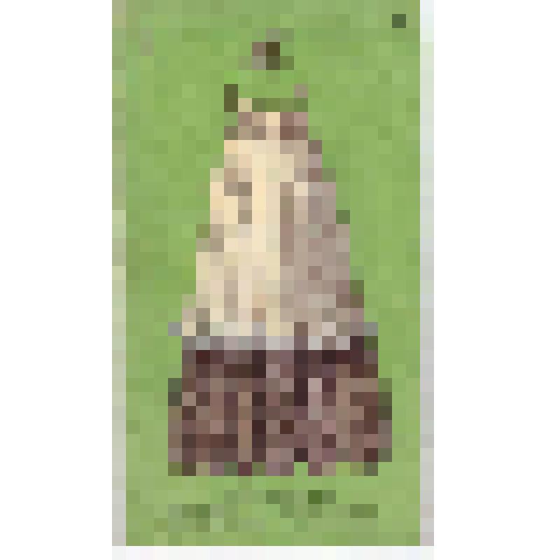 Буклет. Центрокоопушнина. " Охотники! Улучшайте качество первичной обработки шкурок белки" /Главкоопторгреклама, 1967г