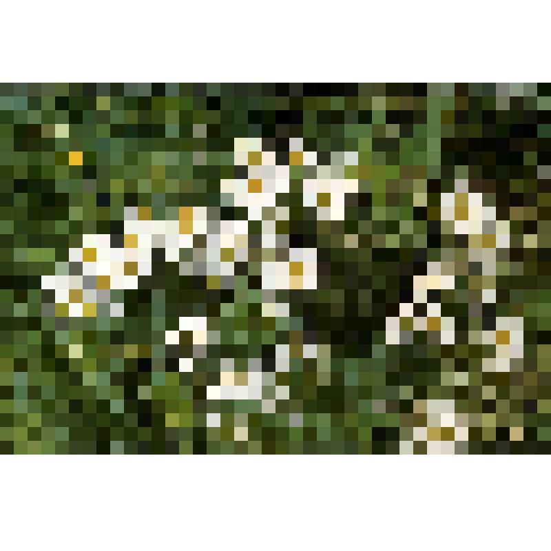 Слайд Ромашки