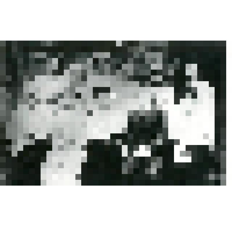 Фотокопия. Руководители отрядов экспедиции АН СССР с председателем СНК ЯАССР М.К. Аммосовым