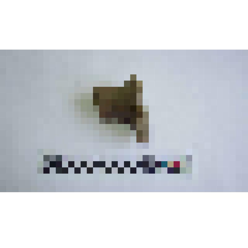 Ручка амфоры типа Зеест 80
