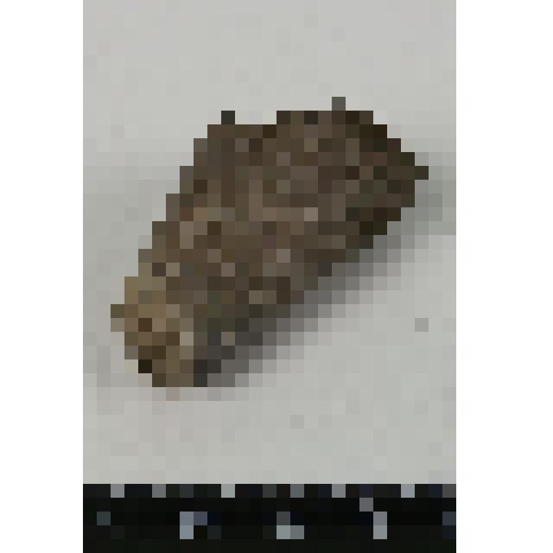 Палеонтологический образец. Фрагмокон белемнита