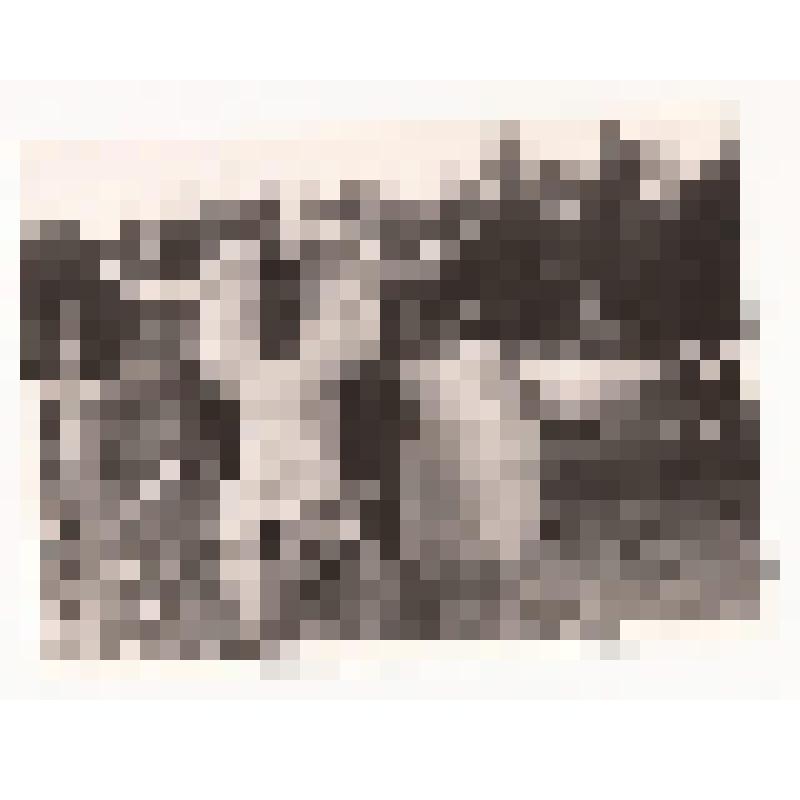 Фотография. Трехрогий бык