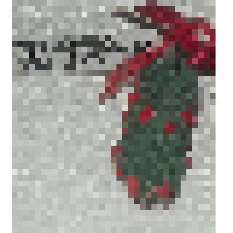 Сувенир "Лапоток правый"