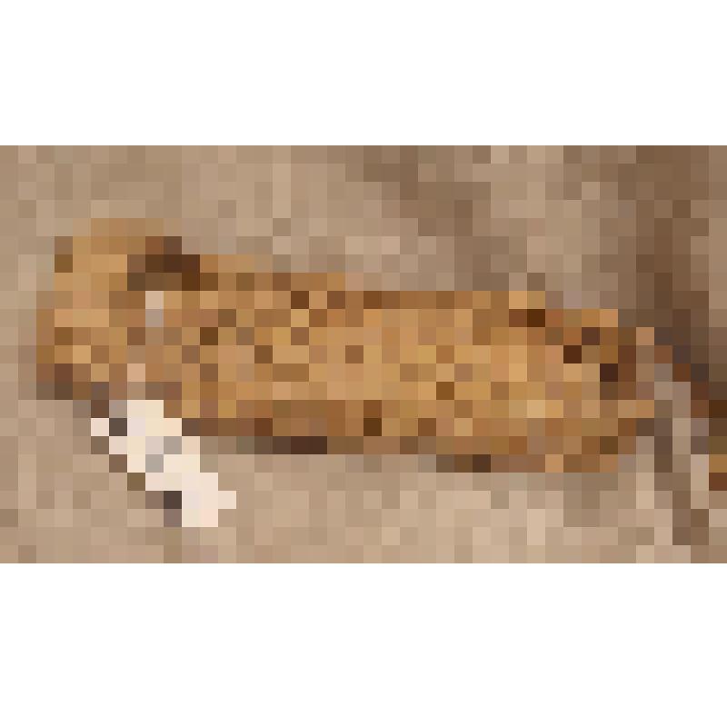 Лапоть марийский женский. От пары, из коллекции бытовых вещей из этнографической экспедиции Саратовского областного музея краеведения в сентябре 2006 года в Питерский район