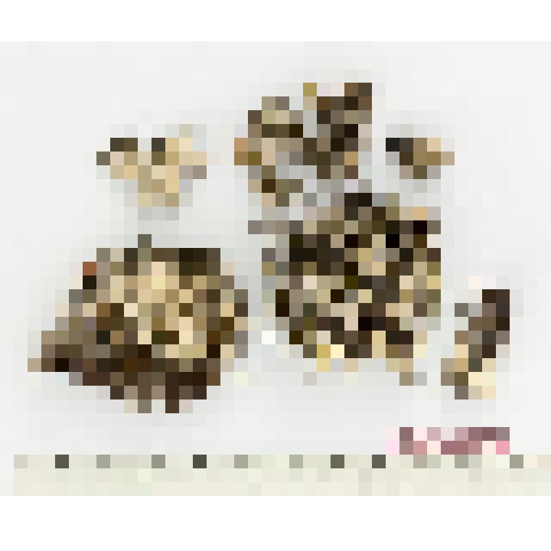 Гербарный экземпляр лихенологический (лишайники). Охролехия упсальская