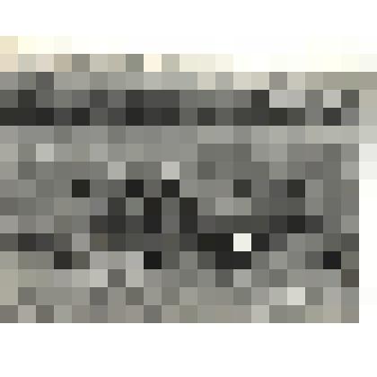 Фото черно-белое "Молочное стадо на естественном пастбище"