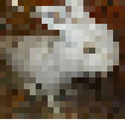 Чучело. Заяц