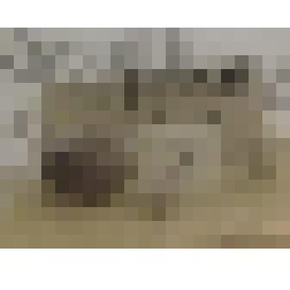 Жук "Коровка 7-точечная"