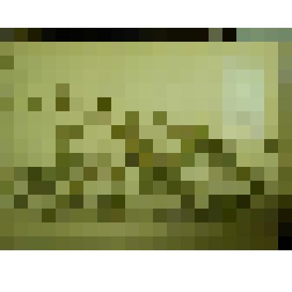 Гербарий. Горошек посевной. Из гербария "Флора Ингрика"