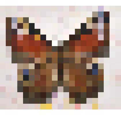 Препарат энтомологический. Дневной павлиний глаз (самка)