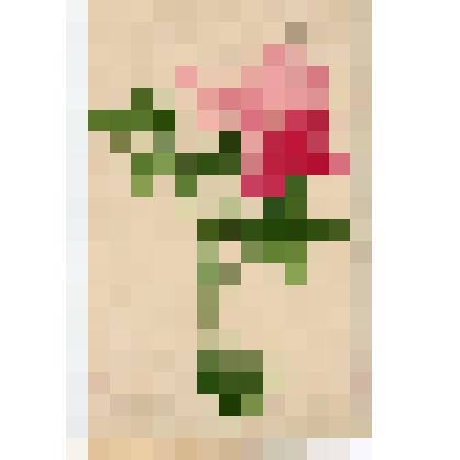 Открытое письмо «Роза»