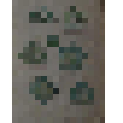 Проекты растительного орнамента. Листья, цветы и плоды. Рисунок