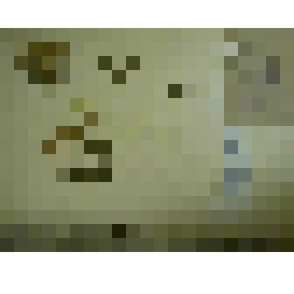 Гербарий. Спирея средняя, гербария М.И.Губельмана