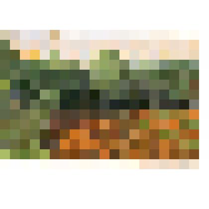 Этюд. За Карабановым