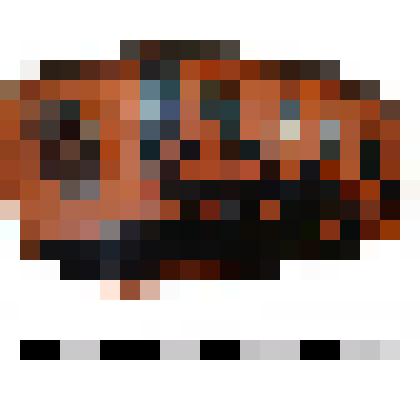 Килика чернофигурного венец