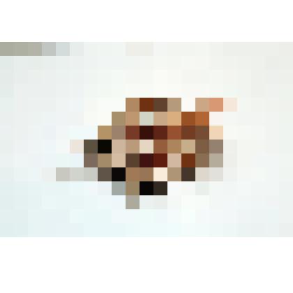 Раковина моллюска. Лямбис обыкновенный