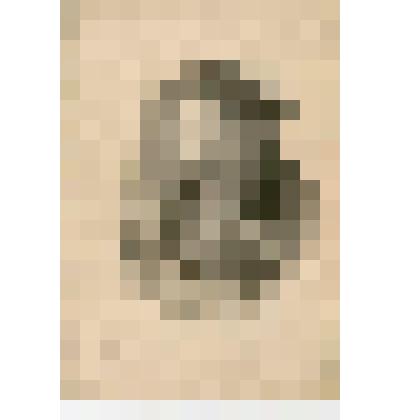 Фотография. Ксения Федоровна Жукова - мать П.С. Жукова