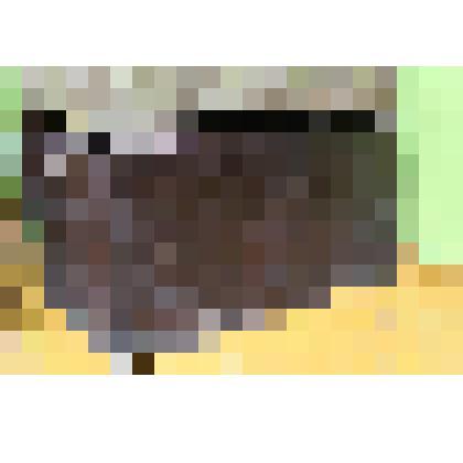 Сундук темно-коричневого цвета с 2-мя ручками - скобами и планкой для замка